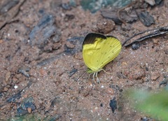 Eurema sari