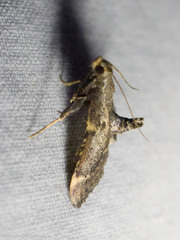 Hypsopygia phoezalis