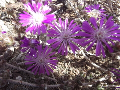 Drosanthemum archeri