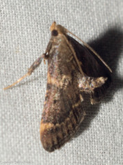 Hypsopygia phoezalis