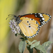 Plain Tiger Butterfly - Photo (c) bakhtiyor, some rights reserved (CC BY-NC)