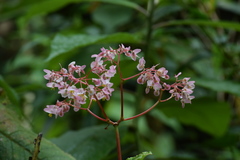 Begonia bracteosa