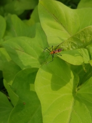 Zelus longipes