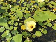 Hydrocleys nymphoides