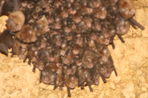 Little Japanese Horseshoe Bat