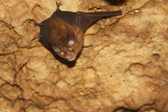 Rhinolophus cornutus