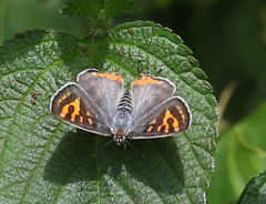 Cigaritis vulcanus vulcanus