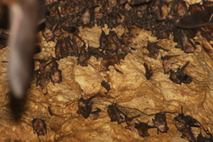 Rhinolophus cornutus