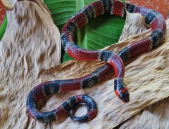 Erythrolamprus mimus