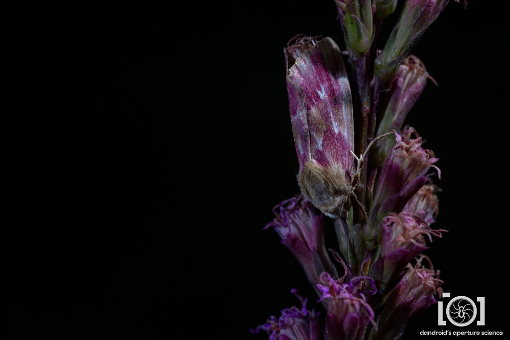 Bleeding Flower Moth