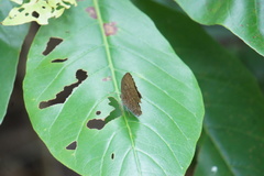 Arhopala centaurus nakula