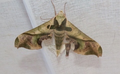 Adhemarius dariensis