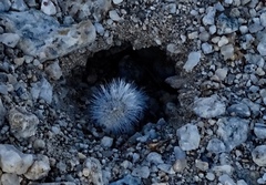 Dasymutilla gloriosa