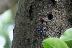 Allorhynchium argentatum