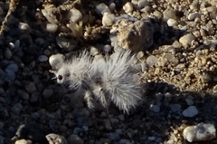 Dasymutilla gloriosa