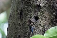 Allorhynchium argentatum