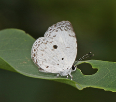 Neopithecops zalmora dharma