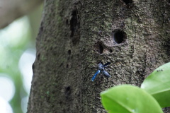 Allorhynchium argentatum