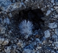 Dasymutilla gloriosa