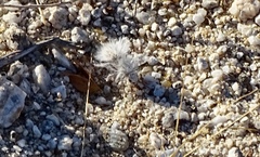 Dasymutilla gloriosa