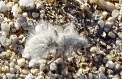 Dasymutilla gloriosa