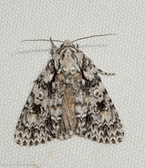 Acronicta marmorata