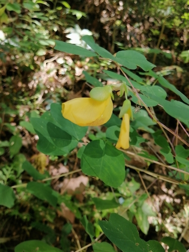 Image of Amicia zygomeris by (c) Erick Vélez Sánchez, some rights reserved (CC BY)