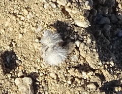 Dasymutilla gloriosa