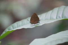 Arhopala silhetensis