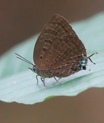 Arhopala silhetensis