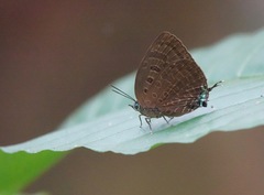 Arhopala silhetensis