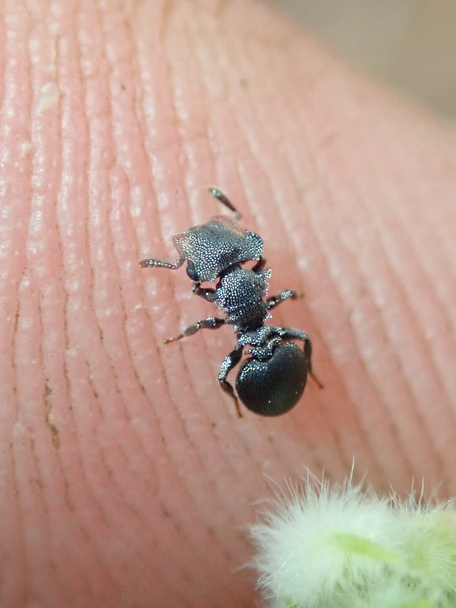 Cephalotes depressus