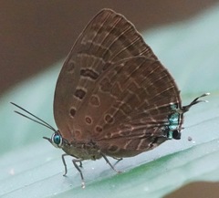 Arhopala silhetensis