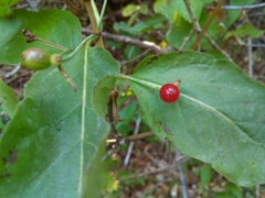 Lonicera alpigena