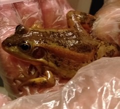 Pelophylax plancyi