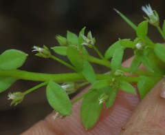 Lysimachia ovalis
