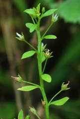Lysimachia ovalis