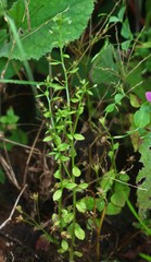 Lysimachia ovalis