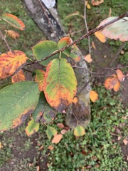 Cotinus obovatus