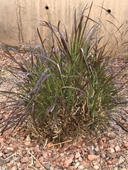 Cenchrus ciliaris