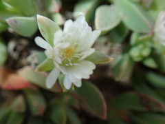 Delosperma guthriei