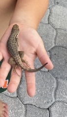 Leiocephalus carinatus