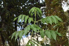 Sambucus peruviana