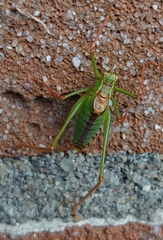 Leptophyes punctatissima