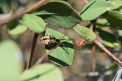 Plinachtus