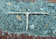 Emmelina monodactyla