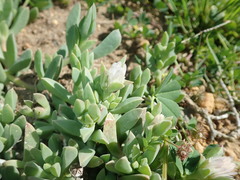 Delosperma guthriei