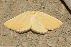 Hesperumia fumosaria