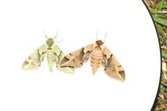 Callambulyx tatarinovii