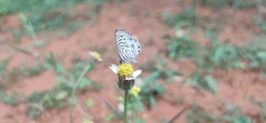 Leptotes plinius